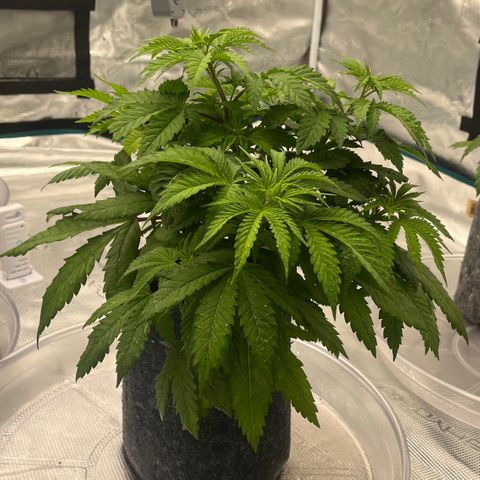 Pineapple Express P3 growlog photo: 11:15pm- post water