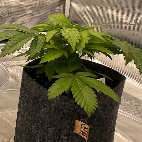 Pineapple Express P4 growlog photo: 11:30pm- post water