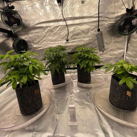 Pineapple Express P3 growlog timeline photo