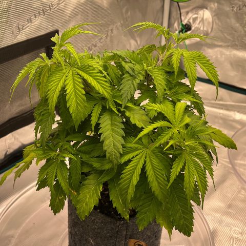 Pineapple Express P1 growlog photo: 10:30am- I like the color but a little droopy for my liking. Probably because Humidity accidentally got a little high overnight. 