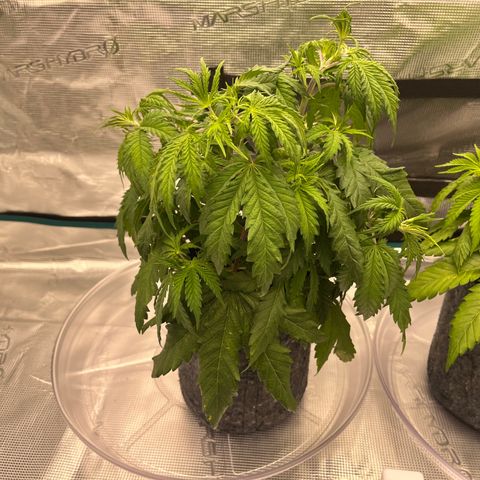 Pineapple Express P2 growlog photo: 10:30am- I like the color but a little droopy for my liking. Probably because Humidity accidentally got a little high overnight. 