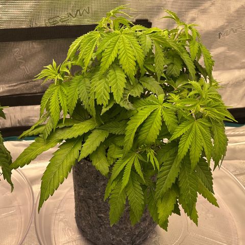 Pineapple Express P3 growlog photo: 10:30am- I like the color but a little droopy for my liking. Probably because Humidity accidentally got a little high overnight.