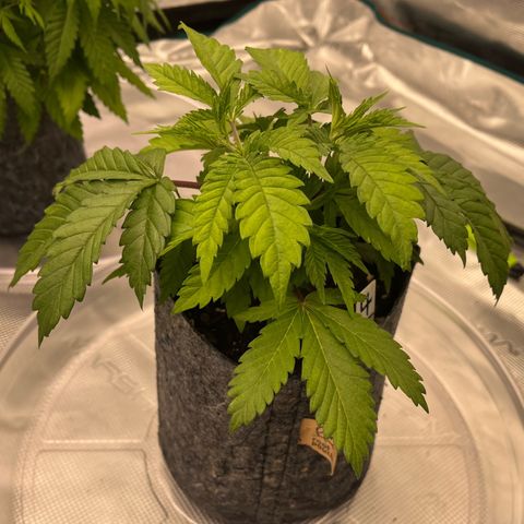 Pineapple Express P4 growlog photo: 10:30am- I like the color but a little droopy for my liking. Probably because Humidity accidentally got a little high overnight. 