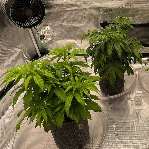 Pineapple Express P1 growlog photo: 6:15pm- look how happy 