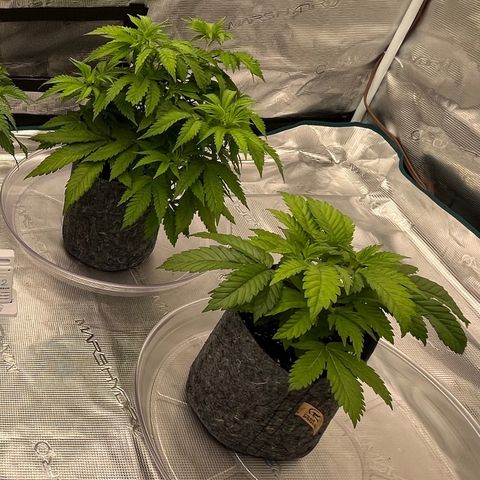 Pineapple Express P3 growlog photo: 6:15pm- Look how happy!