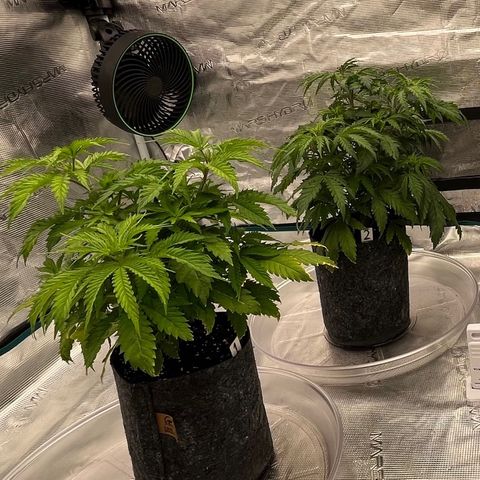 Pineapple Express P3 growlog photo: 11:45pm- lookin happy post water 