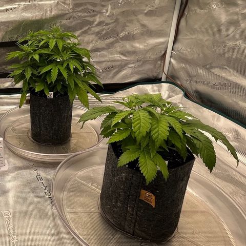 Pineapple Express P3 growlog photo: 11:45pm- lookin happy post water 