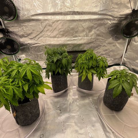 Pineapple Express P3 growlog photo: 10:45am- Little droopier this morning, and starting to show signs of calcium deficiency, adjusting nutrients tonight. No CO2 yet either which could make the light seem more intense. 