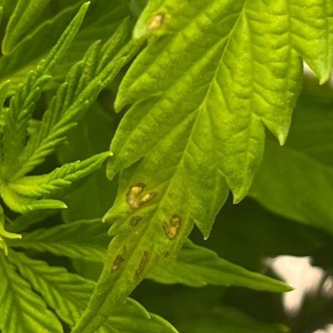 Pineapple Express P1 growlog photo: 10:45am- calcium deficiency?