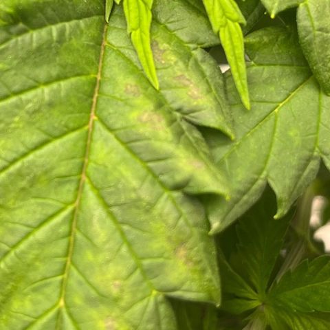 Pineapple Express P2 growlog photo: 10:45am- calcium deficiency?