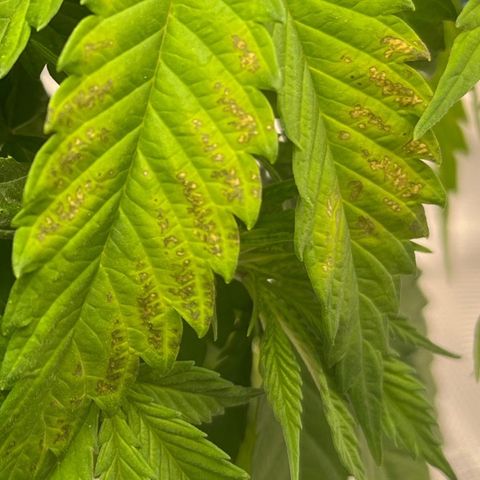 Pineapple Express P3 growlog photo: 10:45am- calcium deficiency? The most prominent case of the 3