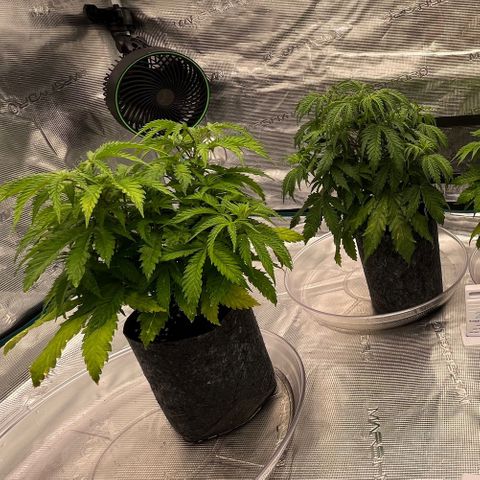 Pineapple Express P1 growlog photo: 11:30pm- post water vibes