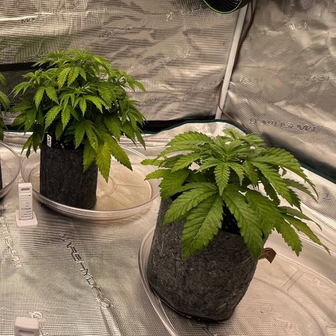 Pineapple Express P3 growlog photo: 11:30pm- post water vibes for P3, P4 got the top of soil dampened and tray filled with a bit of nutrient water. 