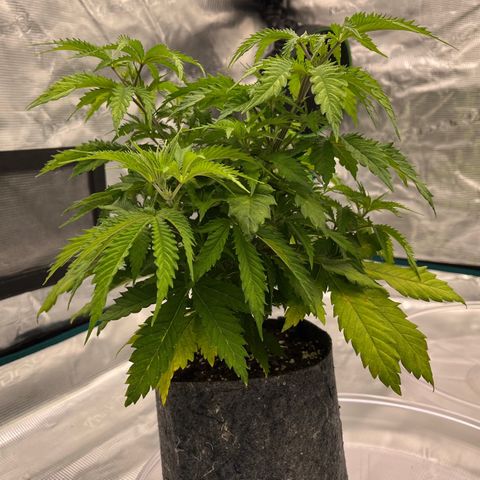 Pineapple Express P1 growlog photo: 5:15pm- 