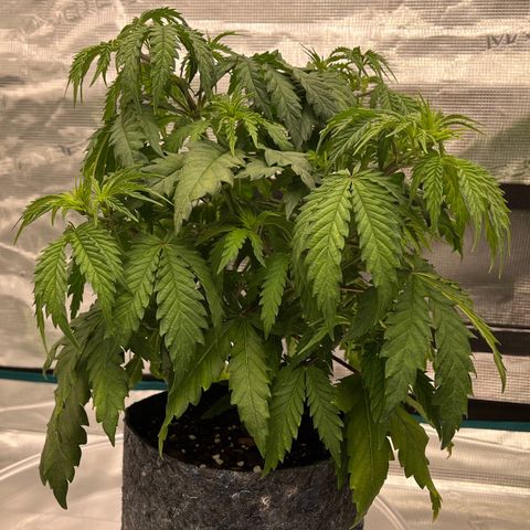 Pineapple Express P2 growlog photo: 5:15pm-