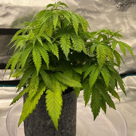 Pineapple Express P3 growlog photo: 5:15pm-