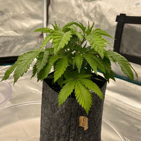 Pineapple Express P4 growlog photo: 5:15pm-