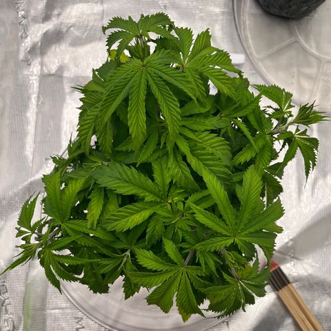 Pineapple Express P1 growlog photo: 10:15am- lookin good, wee bit droopy
