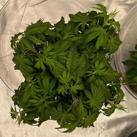 Pineapple Express P2 growlog photo: 10:15am- lookin good, wee bit droopier than P1 though, leaves a lil warmer too