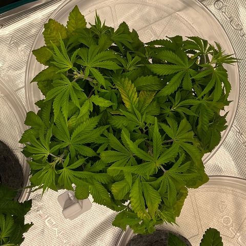 Pineapple Express P3 growlog photo: 10:15am- lookin better, least droopy but calcium deficiency hit her hardest. Seems like it’s improving since last nights cal mag watering.