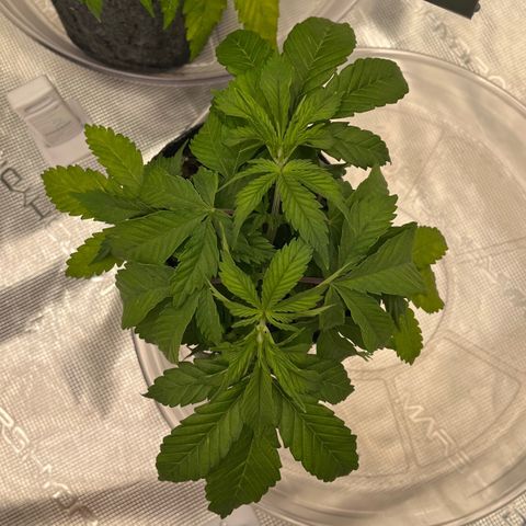 Pineapple Express P4 growlog photo: 10:15am- lookin good, not too mad she didn’t get watered last night