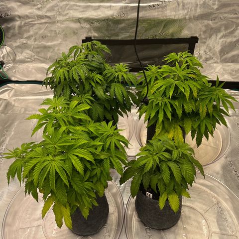 Pineapple Express P3 growlog photo: 11pm- wet and happy (looking) little trees, on the come up