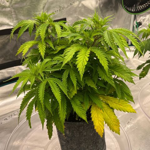 Pineapple Express P1 growlog photo: 6pm- pre light defoliation