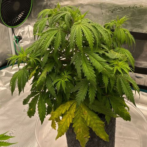Pineapple Express P2 growlog photo: 6pm- pre light defoliation