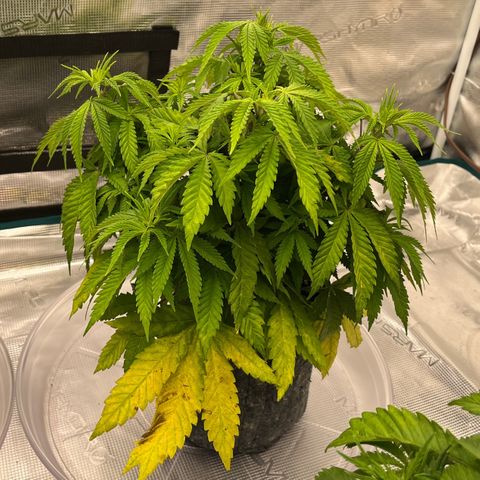 Pineapple Express P3 growlog photo: 6pm- pre light defoliation