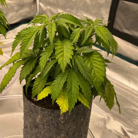 Pineapple Express P4 growlog photo: 6pm- too young for defoliation, maybe next week