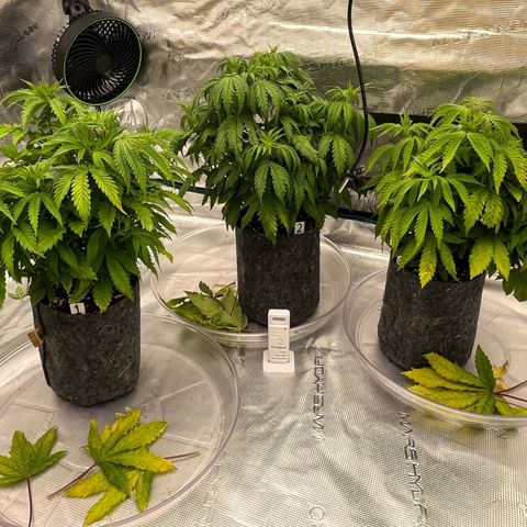 Pineapple Express P3 growlog photo: 6:15pm- Post Defoliation standing tall over  their respective trimmings. Look how healthy lookin