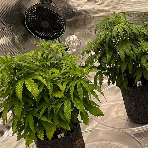 Pineapple Express P1 growlog photo: 10:45pm- 
P1 & P2- post 1 cup water to hold over, they felt light and dry. I wanna figure out an every other day schedule, watering 2 plants per day instead of 4 per day or other day.