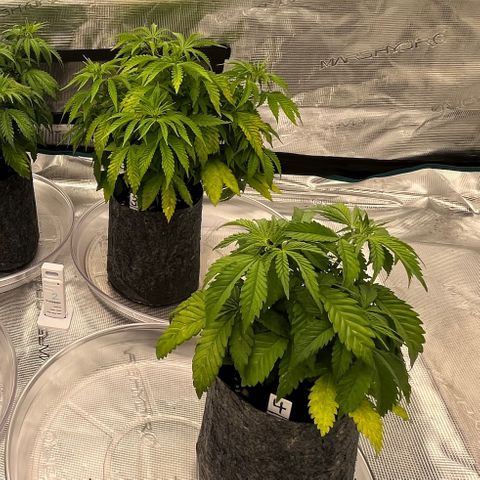 Pineapple Express P3 growlog photo: 10:45pm- 
P3- post 8 cups, aimed for 5, used 3 extra correcting
P4- post 4 cups, adjusted based on P3’s reaction and it worked out. 