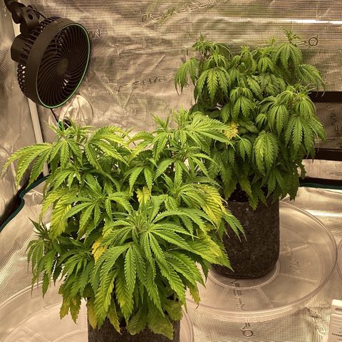 Pineapple Express P1 growlog photo: 10:45am- lookin a little stressed post CO2 loss. Should be back up and running this evening, I can re-increase light intensity then as well.