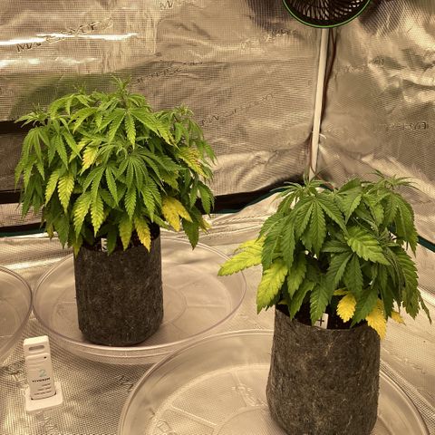 Pineapple Express P3 growlog photo: 10:45am- lookin a little stressed post CO2 loss. Should be back up and running this evening, I can re-increase light intensity then as well.