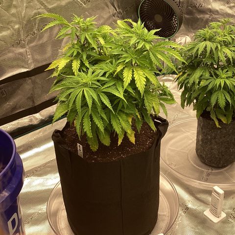 Pineapple Express P1 growlog photo: 7pm- upgraded from 1 gallon to 5 gallon pot, should’ve let it dry 1 more day so that’s what I’m doing with P2. Overall, went smoothish.