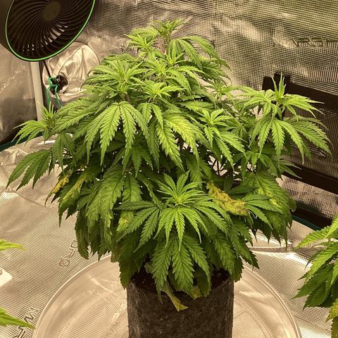 Pineapple Express P2 growlog photo: 8pm- transplant tomorrow 