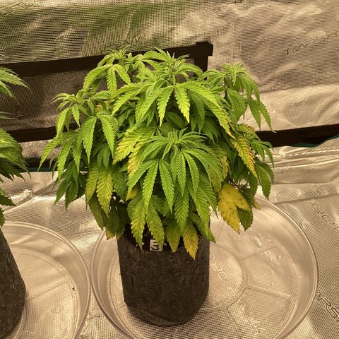 Pineapple Express P3 growlog photo: 8pm- post water, think I’ve finally gotten notes figured out. Guess we’ll see
