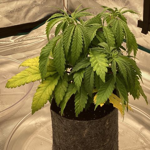 Pineapple Express P4 growlog photo: 8pm- post water, think I’ve finally gotten notes figured out. Guess we’ll see. Yellow could be nitrogen deficiency and not overwatering…