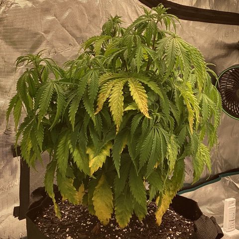 Pineapple Express P1 growlog photo: 8pm- watered and adjusting to new pot. Will wait for her to bounce back before further defoliation.