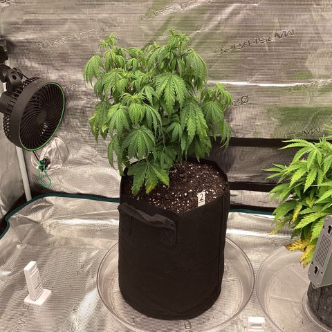 Pineapple Express P2 growlog photo: 8pm- watered and adjusting to BRAND new pot. 