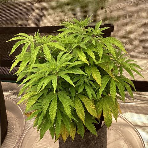 Pineapple Express P3 growlog photo: 8pm- begging for another defoliation., still lookin pretty though 