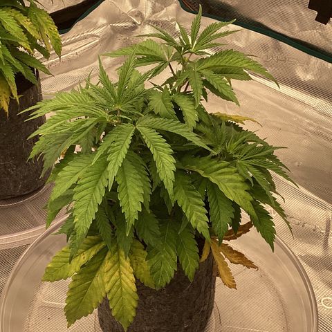 Pineapple Express P4 growlog photo: 8pm- begging for ultralight defoliation, might oblige
