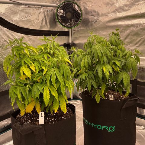 Pineapple Express P1 growlog photo: 10:45am- lookin decent post transplant, P1 will get another defoliation soon.