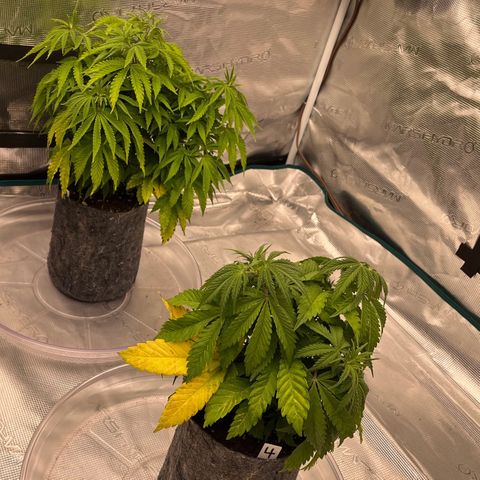 Pineapple Express P3 growlog photo: 10:45am- lookin decent. P3 gets transplanted today I think.