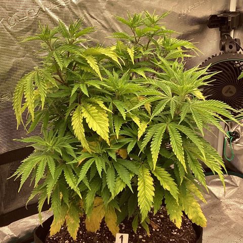 Pineapple Express P1 growlog photo: 8pm