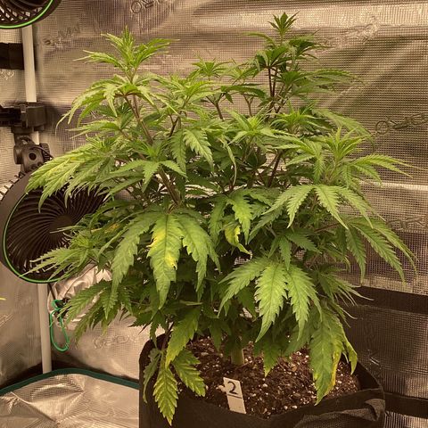 Pineapple Express P2 growlog photo: 8pm