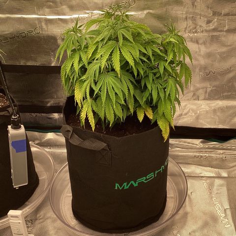 Pineapple Express P3 growlog photo: 8pm- transplanted