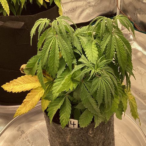 Pineapple Express P4 growlog photo: 8pm