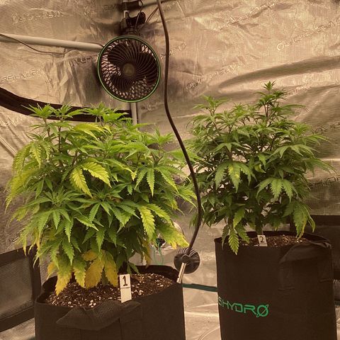 Pineapple Express P1 growlog photo: 10:30pm